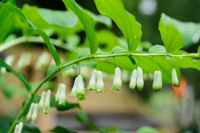 Solomon's Plant seeds for vibrant garden blooms