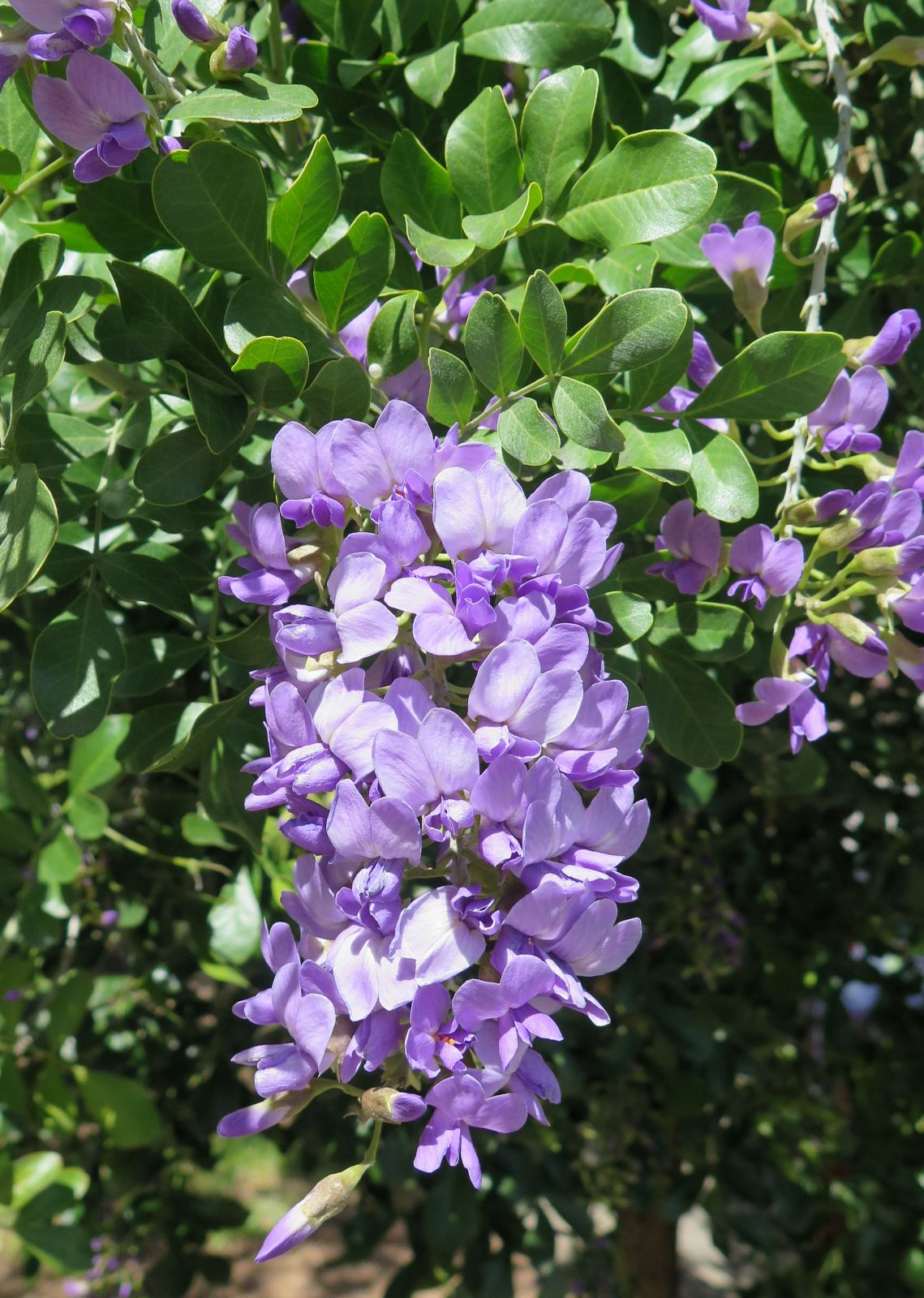 Secundiflora Flower seeds for Planting Drought Tolerant Heirloom & GMO Free Seeds for Home Garden