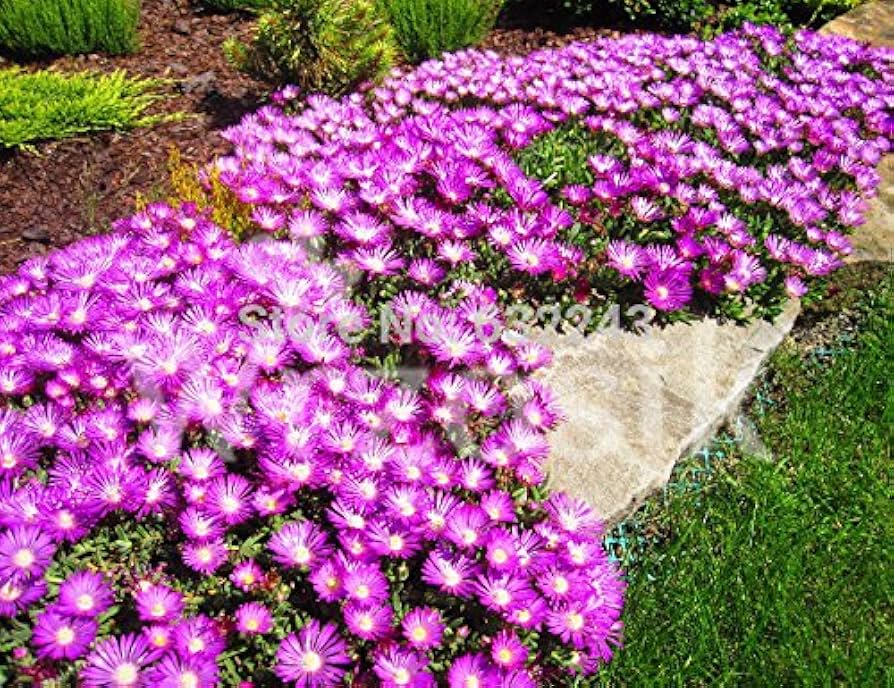 Mature Sorbet Purple Ice Viola cornuta plant in flower bed