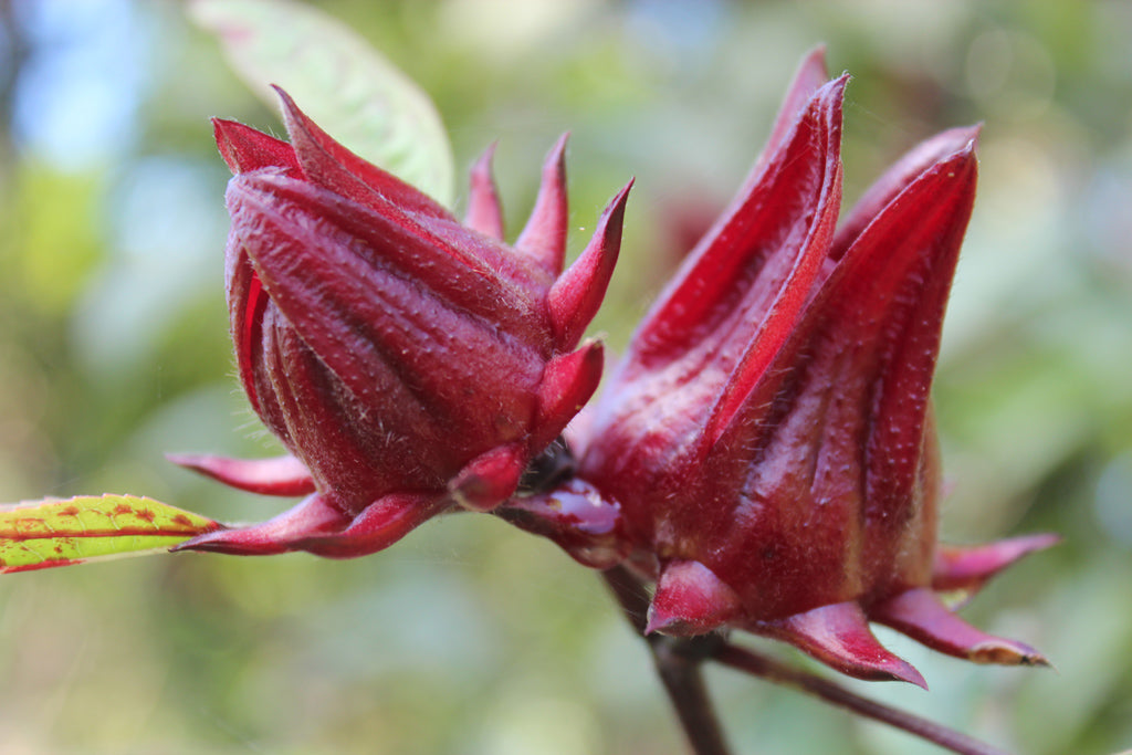 Sorrel Flower Planting Seeds - Grow Fresh Herbs at Home - Evergrowseeds