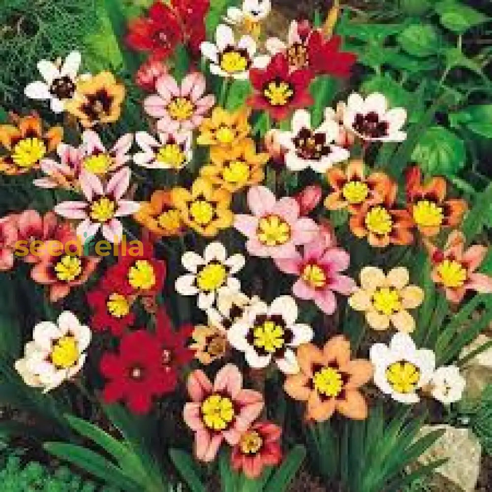 Sparaxis Mix Seeds For Planting Colorful Garden Flowers Flower