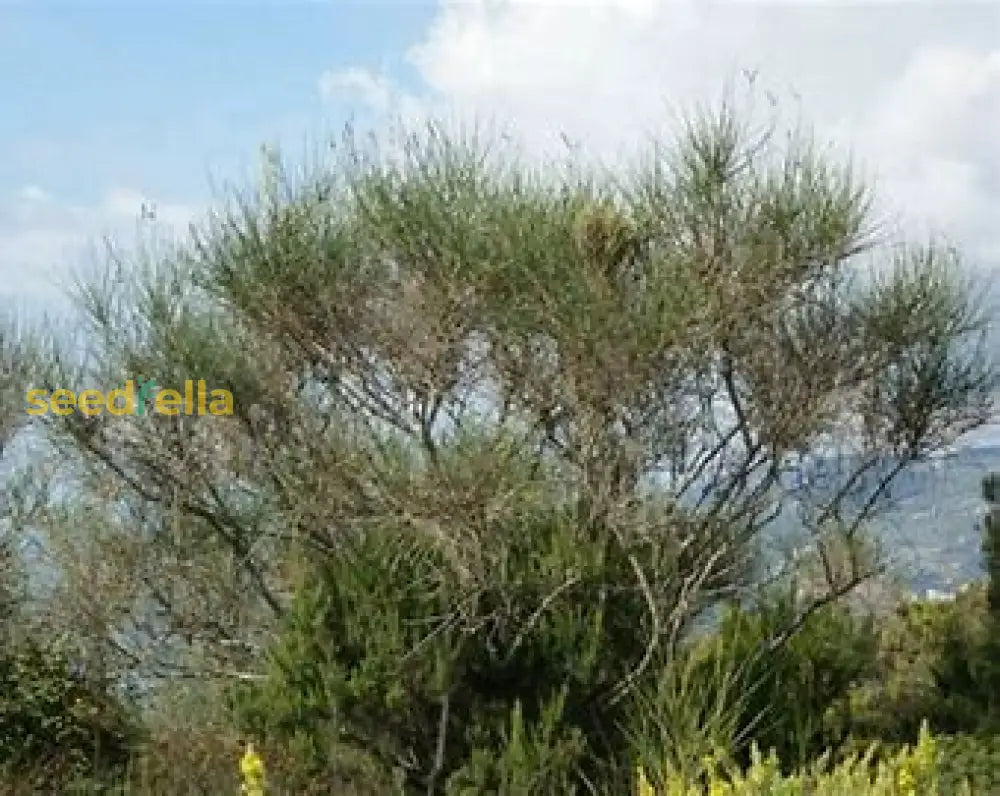 Spartium Plant Seeds For Easy Planting’ Seeds