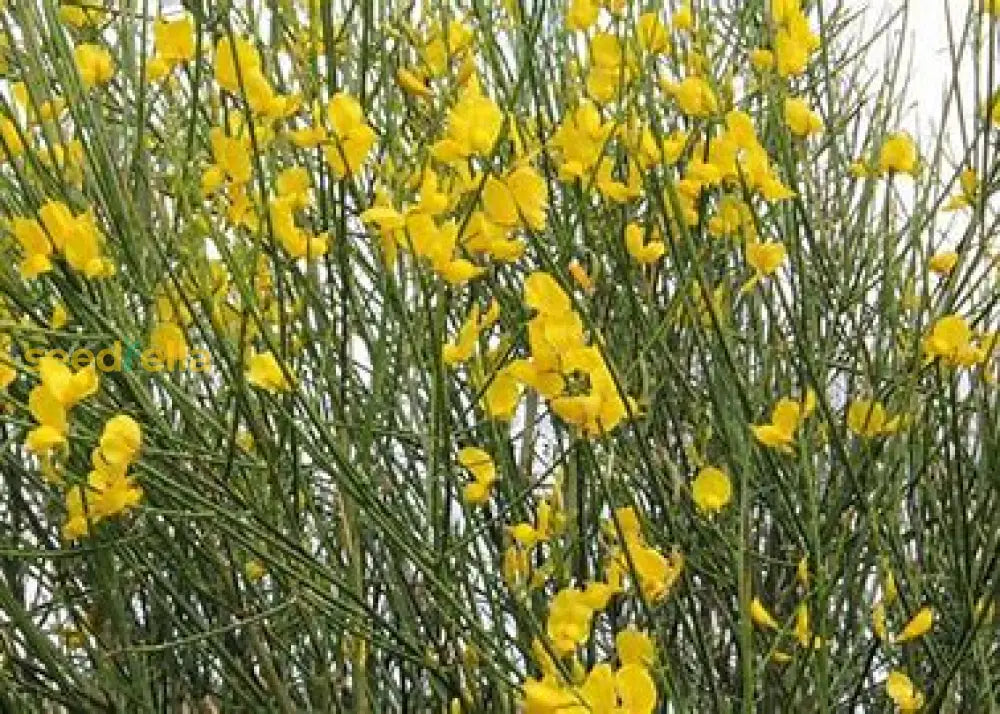 Spartium Plant Seeds For Easy Planting’ Seeds