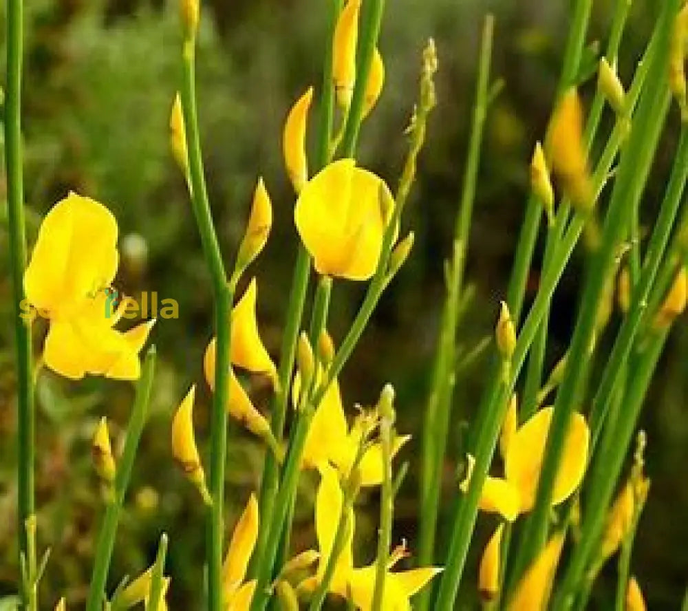 Spartium Plant Seeds For Easy Planting’ Seeds