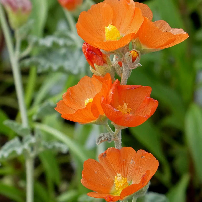 Orange Sphaeralcea Flower seeds blooming in flower beds, containers, borders, and pollinator-friendly gardens