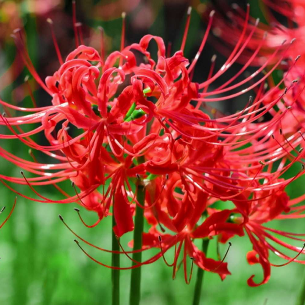 Japanese Radiata Lycoris Flower Seeds