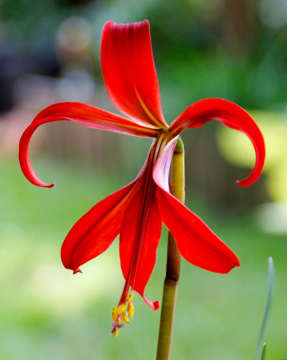 Sprekelia Flower seeds for Planting - Perfect for Borders, Heirloom & GMO Free Seeds for Home Garden
Sale seeds for home garden