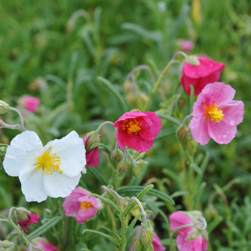 Mixed Helianthemum Rock Rose Flower seeds for Planting - Bright Blooms, Heirloom & GMO Free Seeds for Home Garden