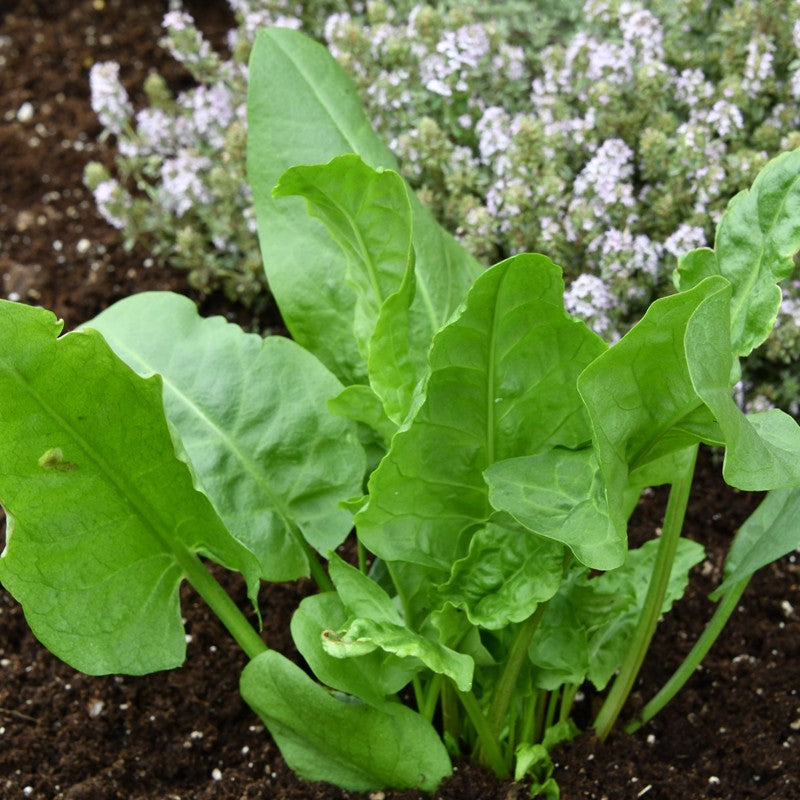 Broad-leaf sorrel herb seeds from Evergrowseeds, showing fresh green seeds for planting tangy, leafy Rumex acetosa plants.
