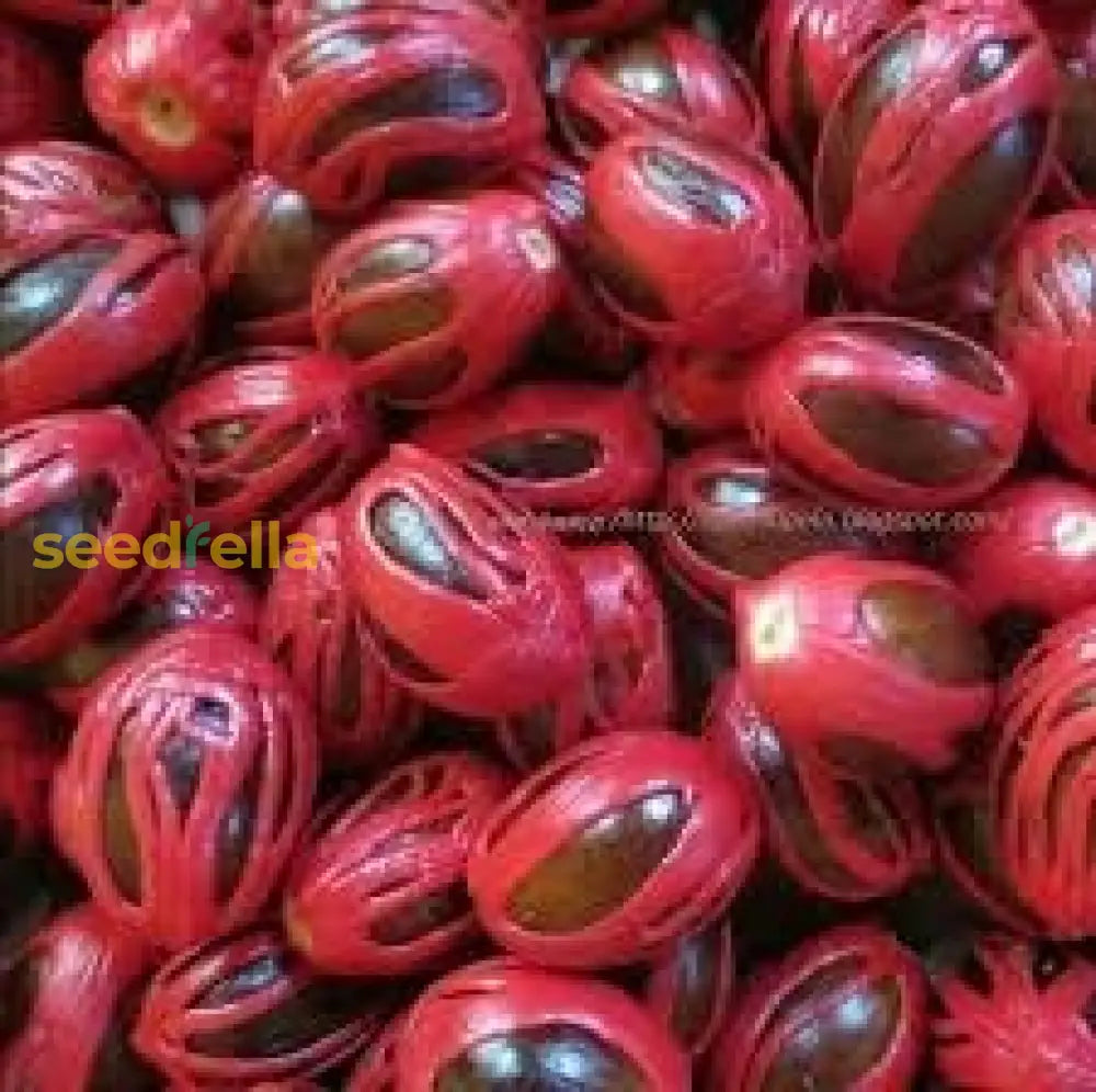 Sri Lanka Nut Fruit Seeds Planting For Thriving Gardens: Grow Your Own Exotic Nuts!