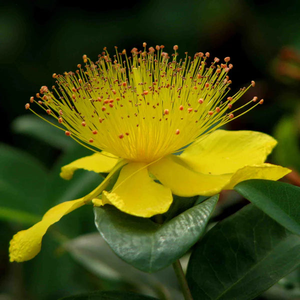 Heirloom Hypericum Flower seeds blooming in flower beds, containers, borders, and pollinator-friendly gardens