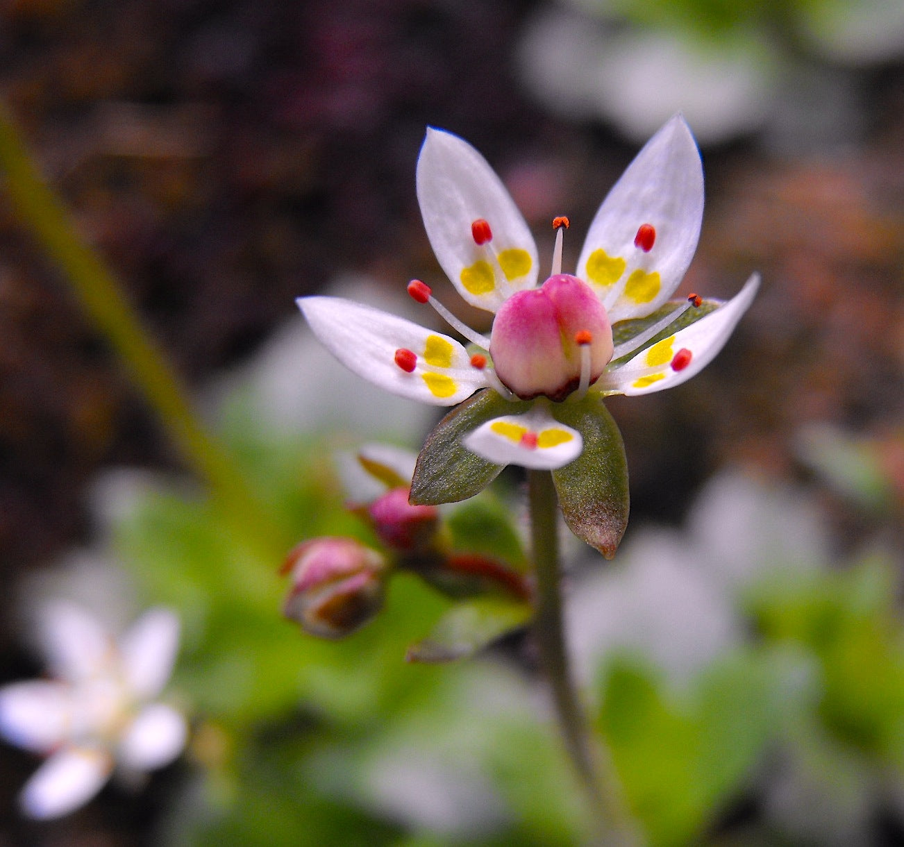 Saxifraga Stellaris Flower seeds for Planting - Seasonal Bloomer, Heirloom & GMO Free Seeds for Home Garden