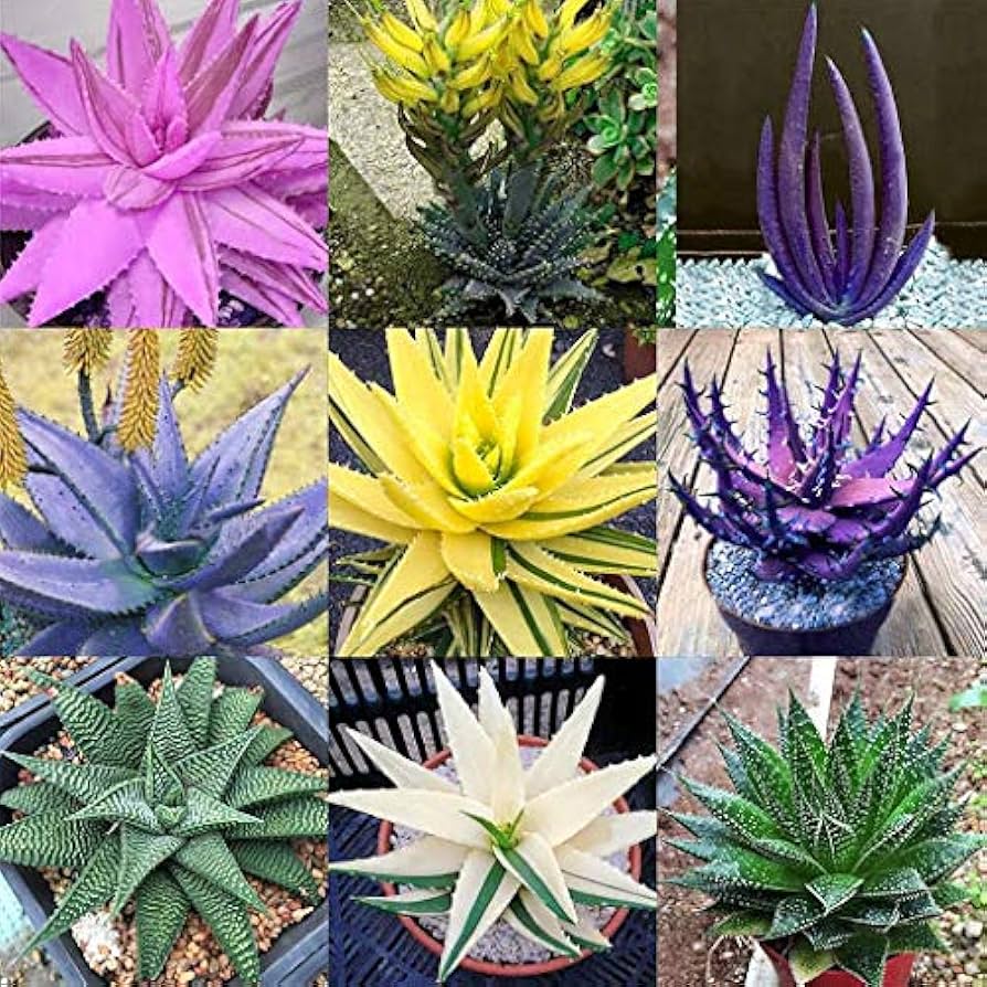 Starting aloe vera seeds indoors containers