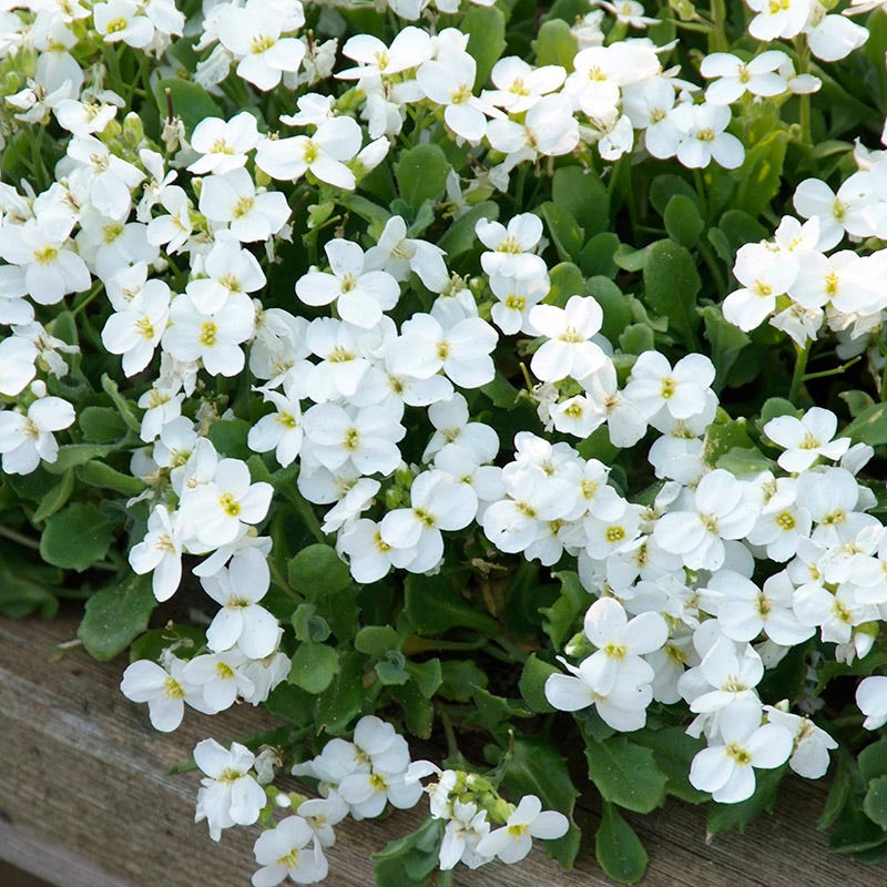 Starting Aubrieta rock cascade white seeds indoors