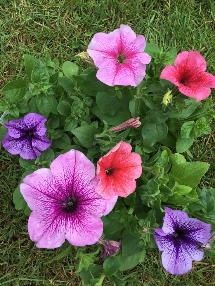 Starting double-petal petunia seeds indoors