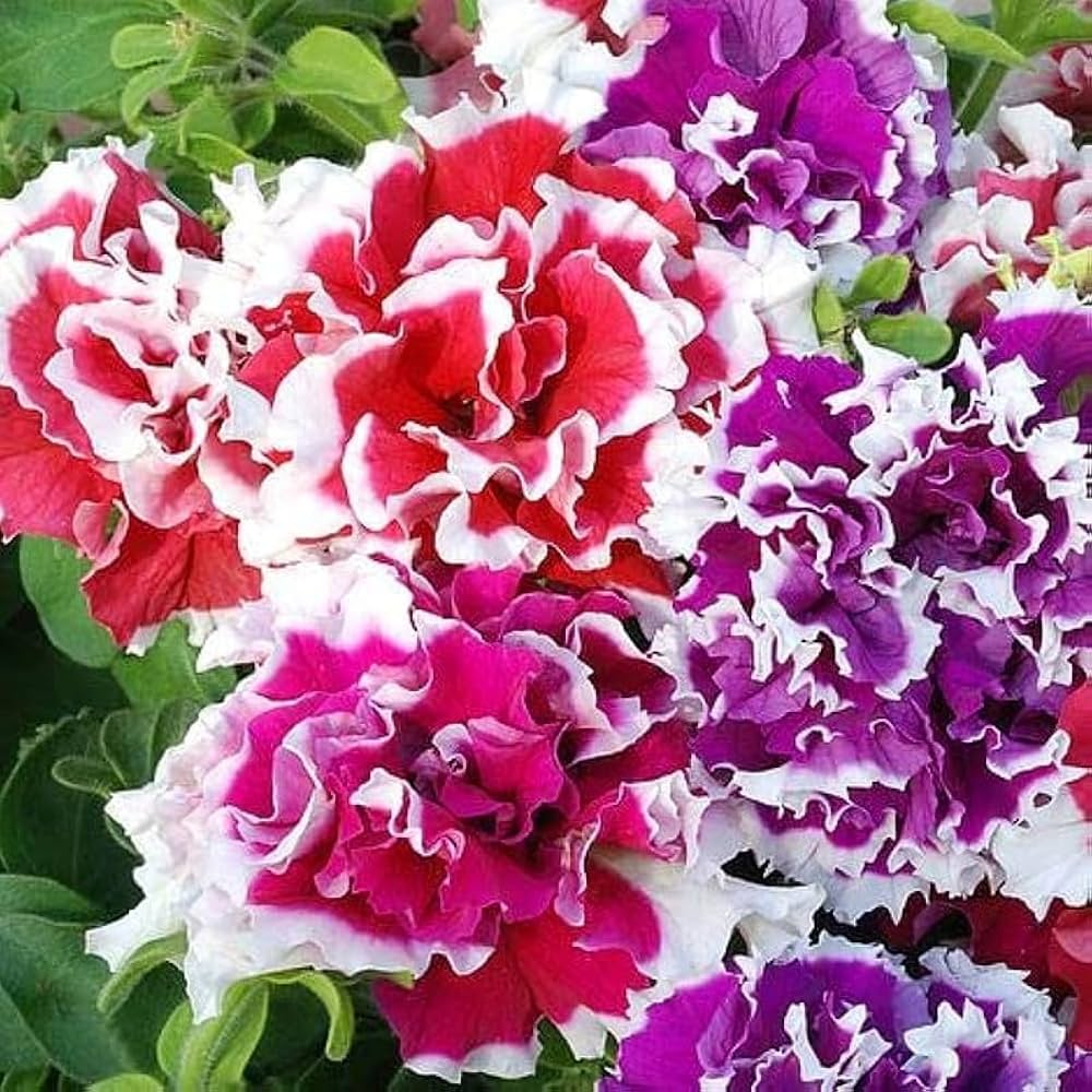 Starting light violet petunia seeds indoors