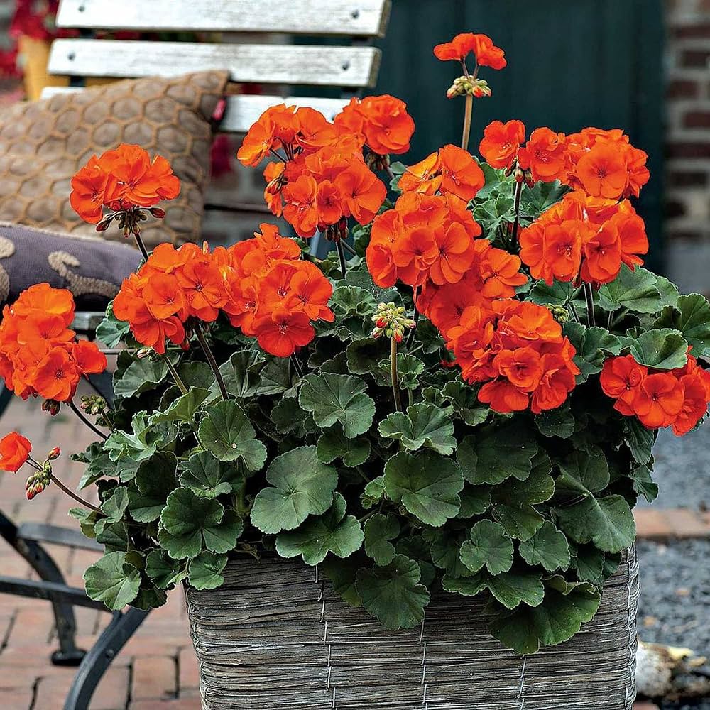 Starting orange climbing geranium seeds indoors