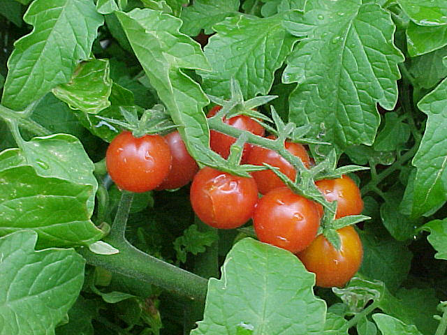 Starting Everglades tomato seeds indoors trays