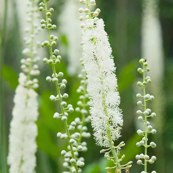 Cimicifuga Flower seeds for Planting Pollinator Friendly Heirloom & GMO Free Seeds for Home Garden
Sale for planting in home garden
