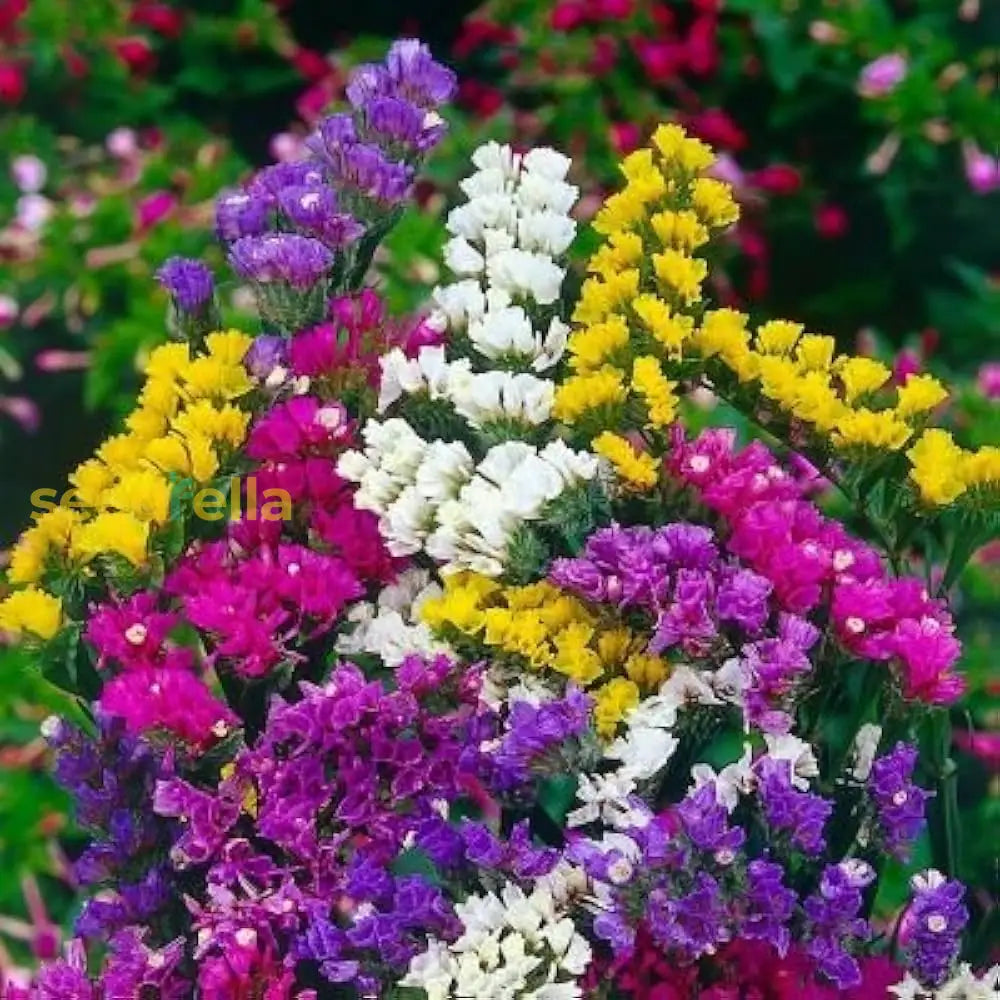 Statice Mix Planting Seeds Vibrant Blooms For Spring Gardens Flower
