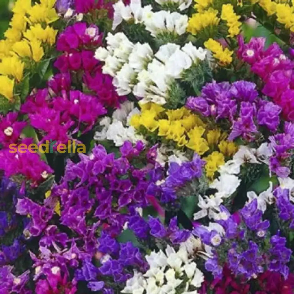 Statice Mix Planting Seeds Vibrant Blooms For Spring Gardens Flower