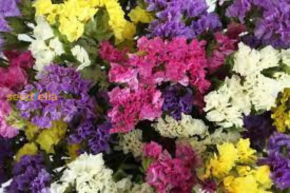 Statice Mix Planting Seeds Vibrant Blooms For Spring Gardens Flower