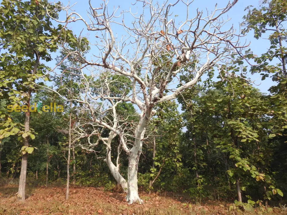 Sterculia Urens Tree Seeds For Planting Exotic Red Flower