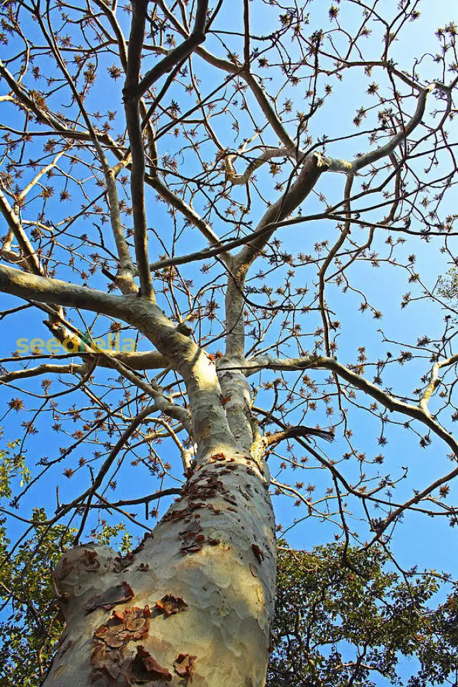 Sterculia Urens Tree Seeds For Planting Exotic Red Flower