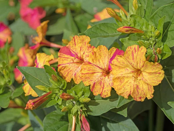 Orange Pink Mirabilis Flower seeds for Planting - Vibrant Colors, Heirloom & GMO Free Seeds for Home Garden