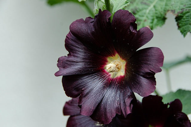 Dark Purple Althaea Rosea Flower Seeds for Planting Compact Growth Heirloom & GMO Free Seeds for Home Garden
Sale