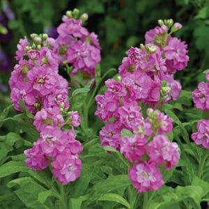 Pink Matthiola Incana Flower Seeds Flower seeds for Planting Shade Tolerant Heirloom & GMO Free Seeds for Home Garden