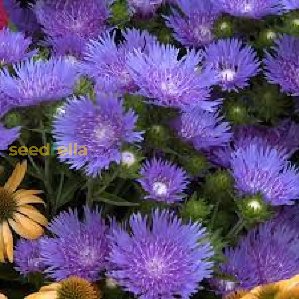 Stoke’s Aster Planting Seeds - Perennial Garden Blooms Flower