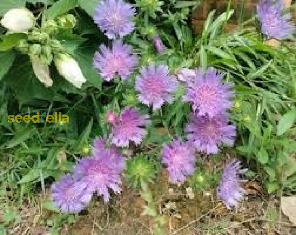 Stoke’s Aster Planting Seeds - Perennial Garden Blooms Flower