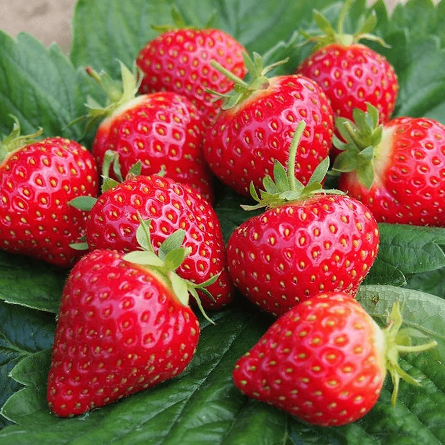 Strawberry Fruit Cream Seeds for Planting Seed for Sweet, Creamy Strawberries Ideal for Garden or Pots, Perfect for Home Growing