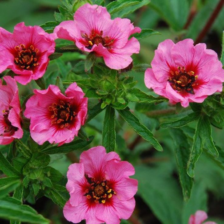 Red Willmott Flower seeds for Planting - Premium Quality, Heirloom & GMO Free Seeds for Home Garden