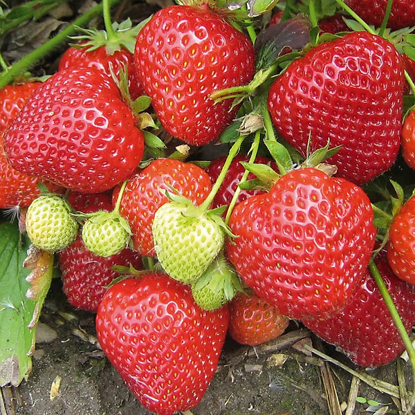 Strawberry Fruit Cream Seeds for Planting Seed for Sweet, Creamy Strawberries Ideal for Garden or Pots, Perfect for Home Growing
