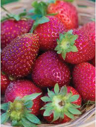 Strawberry seedlings sprouting from moist soil
