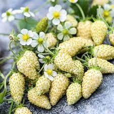 Strawberry seed germination and planting guide