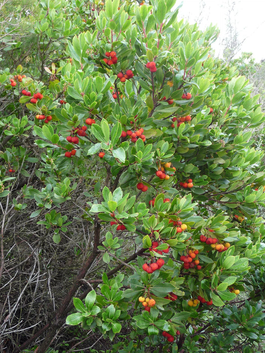 Strawberry Tree Seeds – Arbutus unedo Non-GMO Edible Red Berry Tree