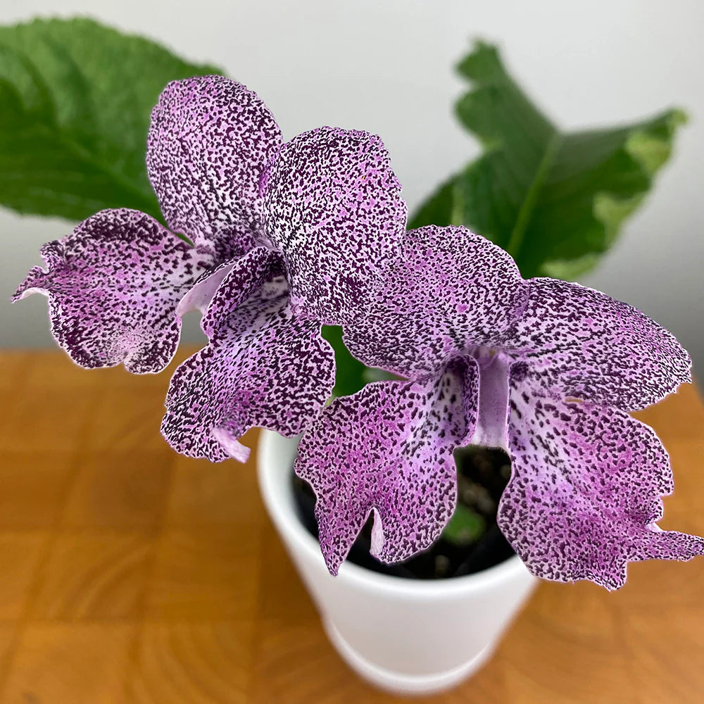 Cape Primrose Seeds for Planting Vibrant Flower Seeds for Your Garden