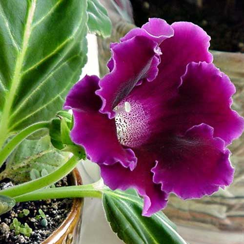 Striking Blue Gloxinia Seeds