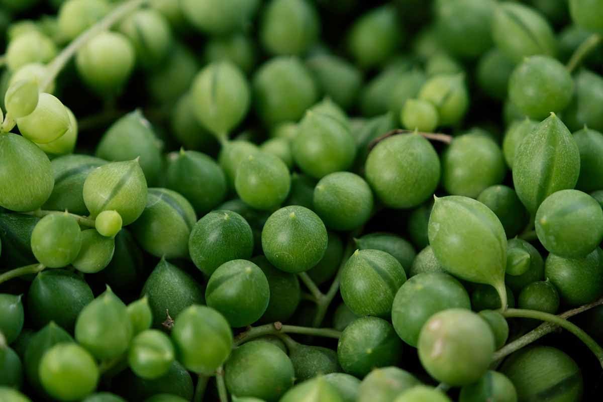 String of Pearl seeds for indoor greenery, non-GMO