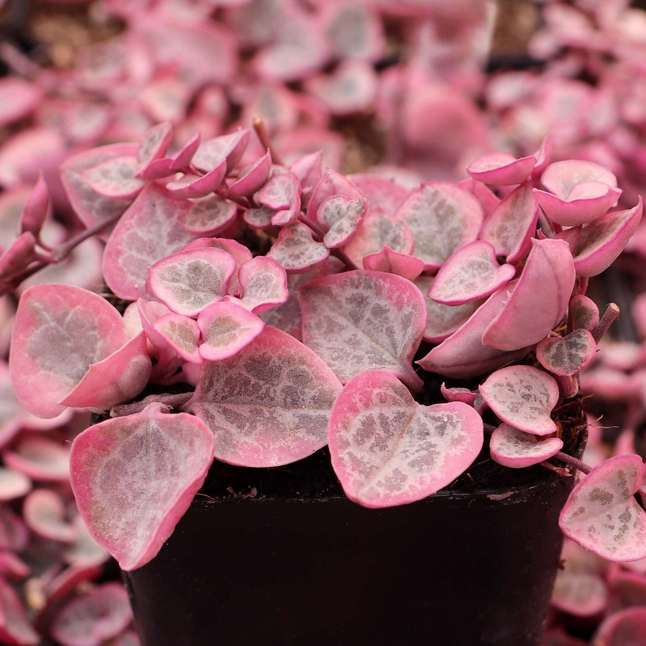 Ceropegia String of Hearts Pretty Pink Seeds Flower seeds for Planting - Low Maintenance, Heirloom & GMO Free Seeds for Home Garden