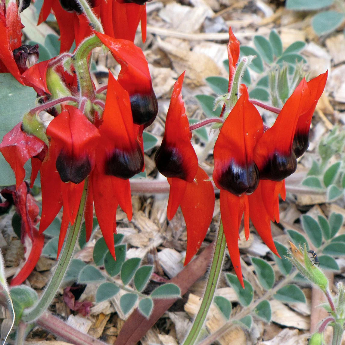 Sturt's Desert Pea Flower seeds for Planting - Perfect for Borders, Heirloom & GMO Free Seeds for Home Garden