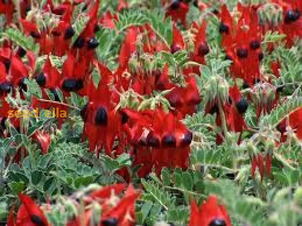Sturt’s Red Flower Seeds For Planting - Vibrant Blooms Your Garden