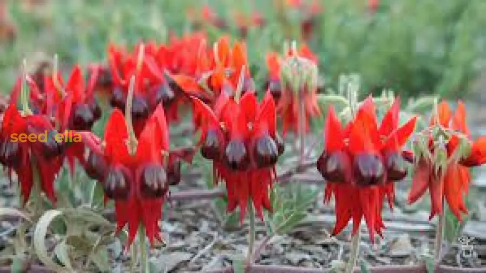 Sturt’s Red Flower Seeds For Planting - Vibrant Blooms Your Garden