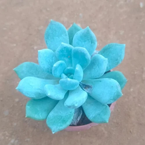 Sky Blue Echeveria Purpusorum Flower seeds for Planting - Seasonal Bloomer, Heirloom & GMO Free Seeds for Home Garden