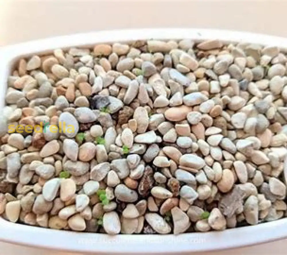 Succulent Planting Seeds Collection - Ideal For Easy Plant Seeds