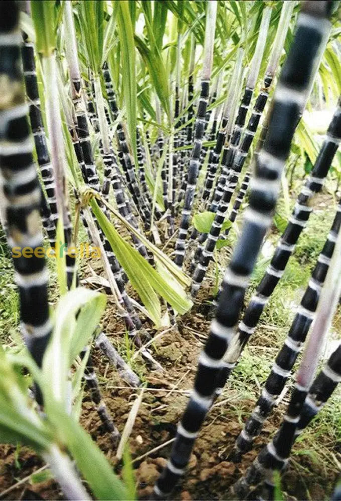 Sugar Plant Planting Seeds Black For Gardening &