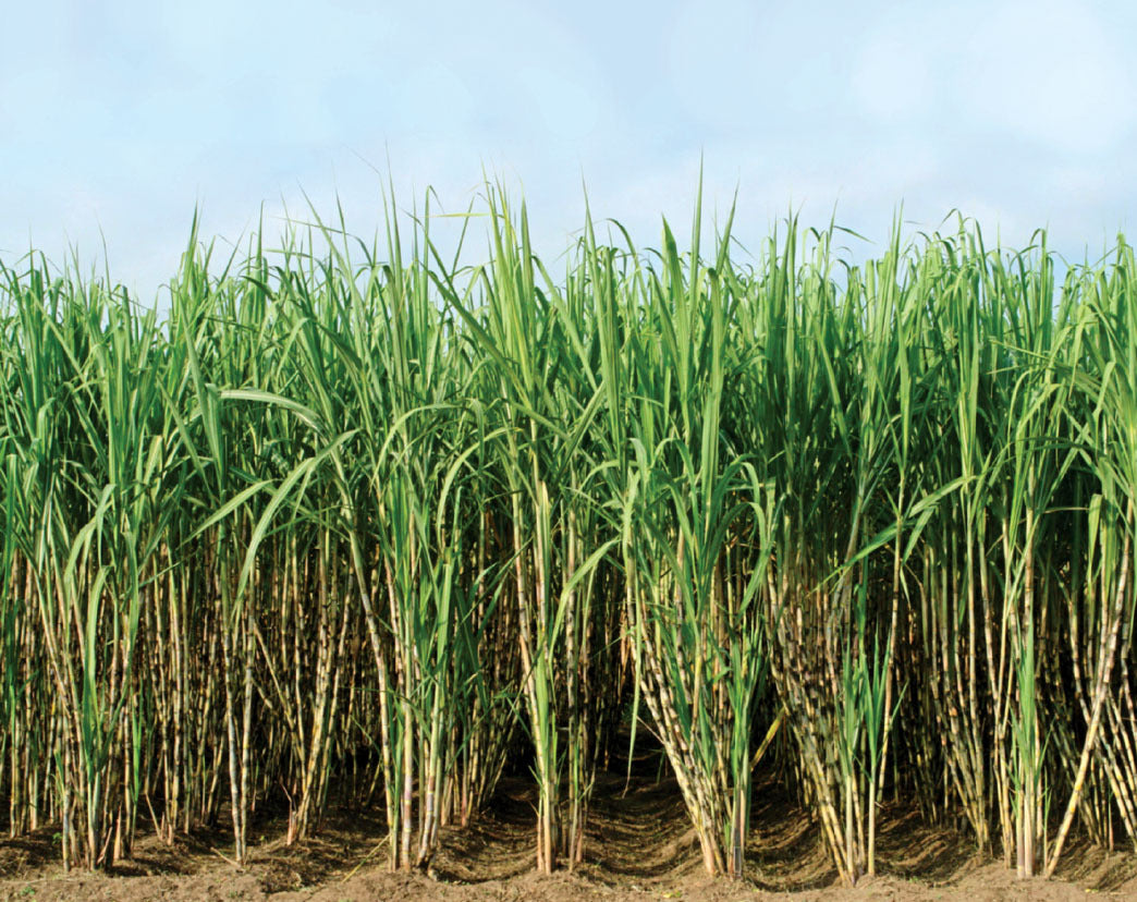 Sugarcane seeds for planting and growing sweet canes